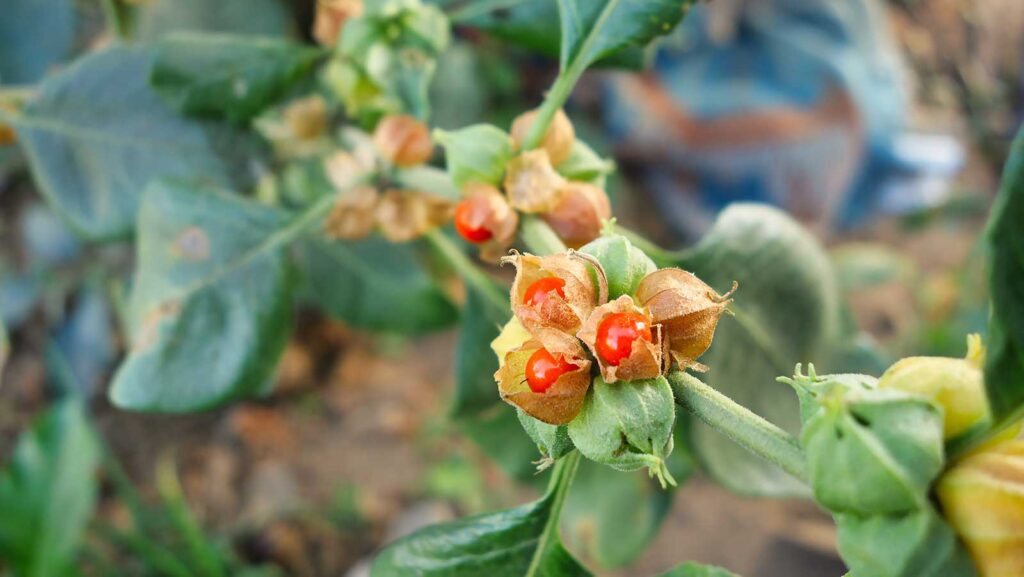 Ashwagandha – restoring harmony